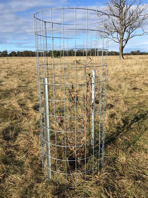 tree guards for larger trees